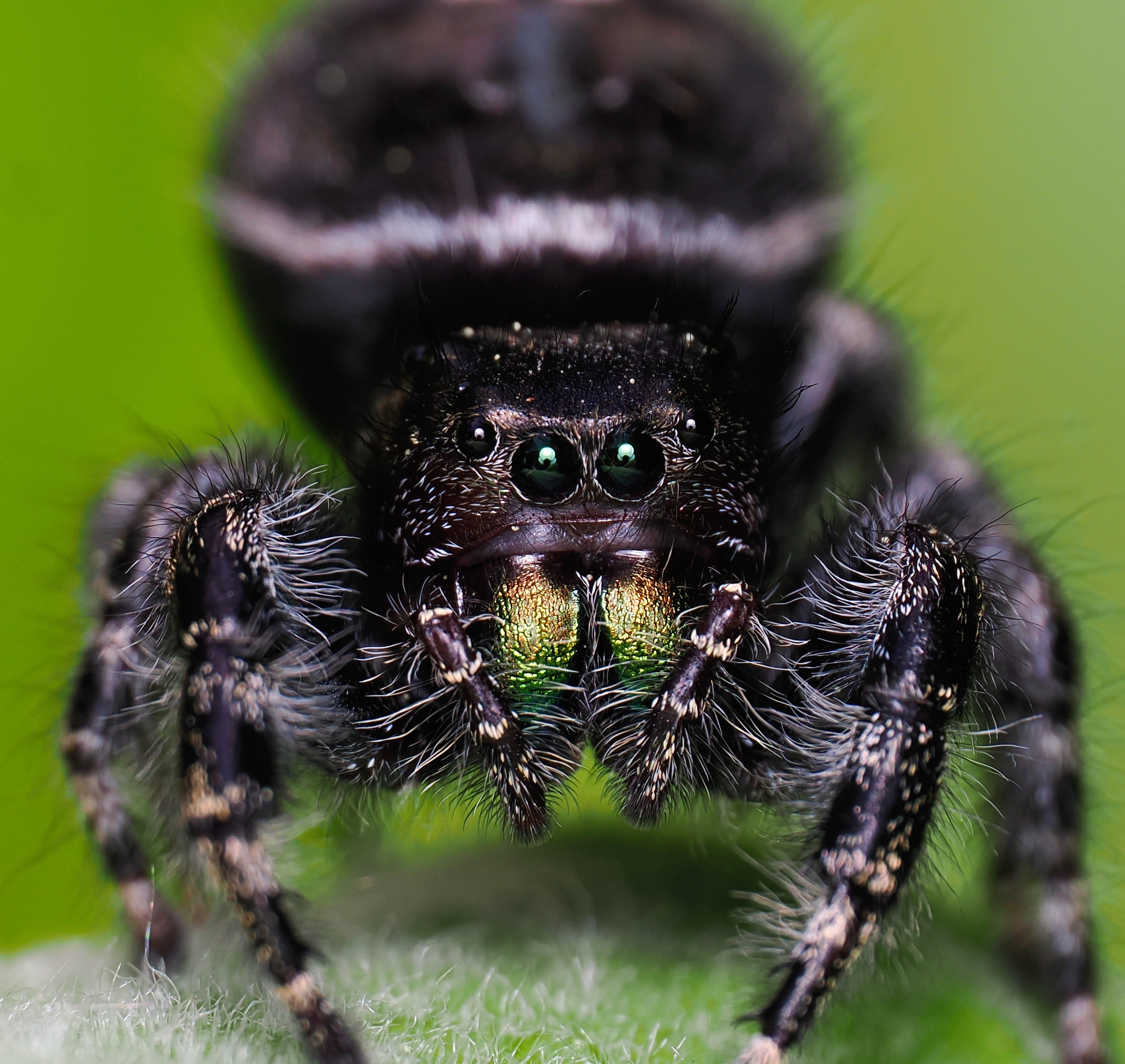 WonderMacro Photographer